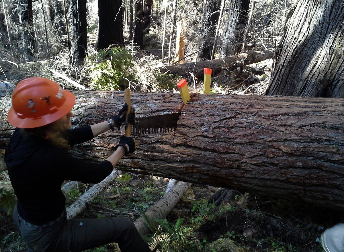 Sawing%204.jpg