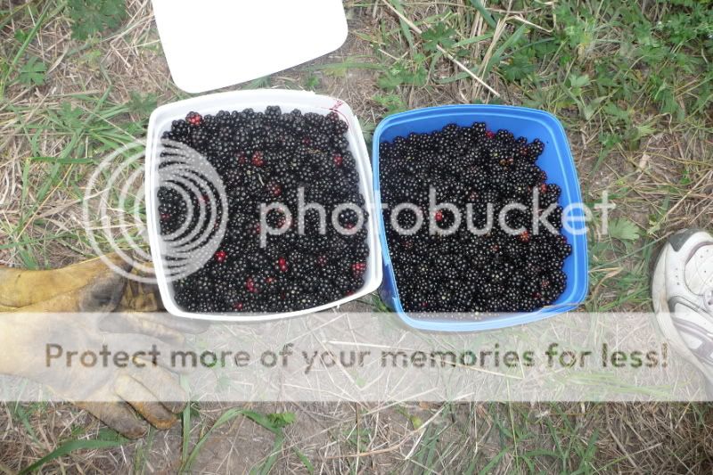 Todaysharvest1.jpg