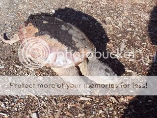 snapturtle007.jpg