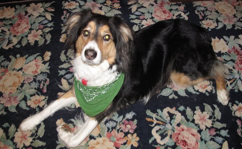 toby32009-1.jpg