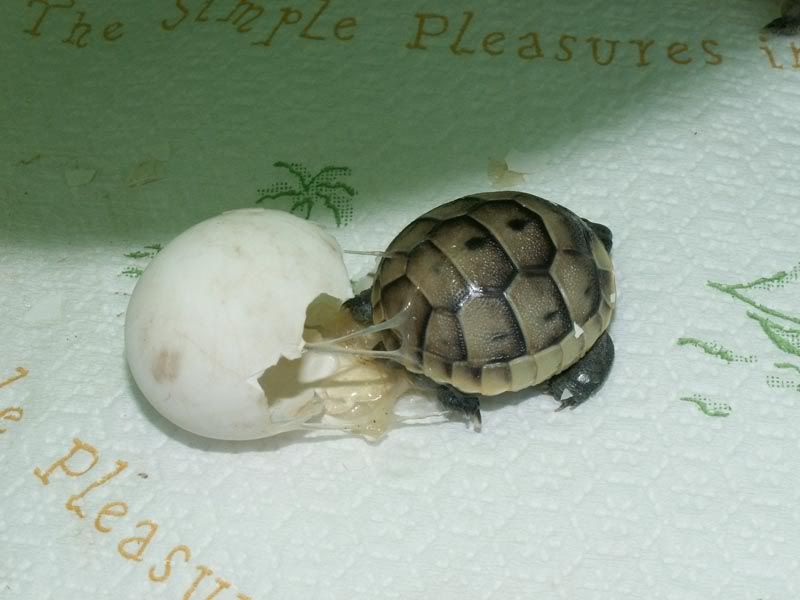 PICT0409.jpg