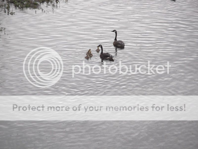 Geese4.jpg