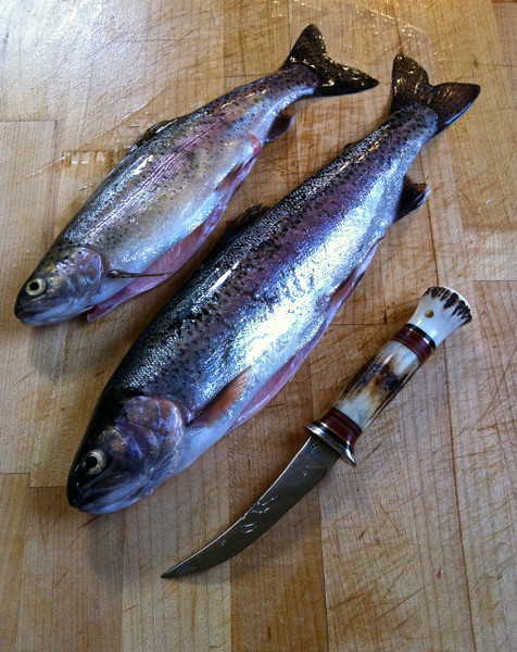 scageltrout.jpg