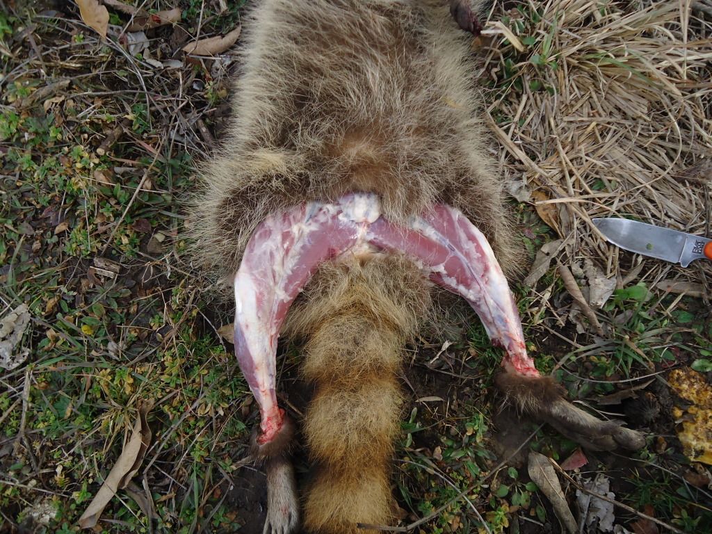 Trapping45.jpg