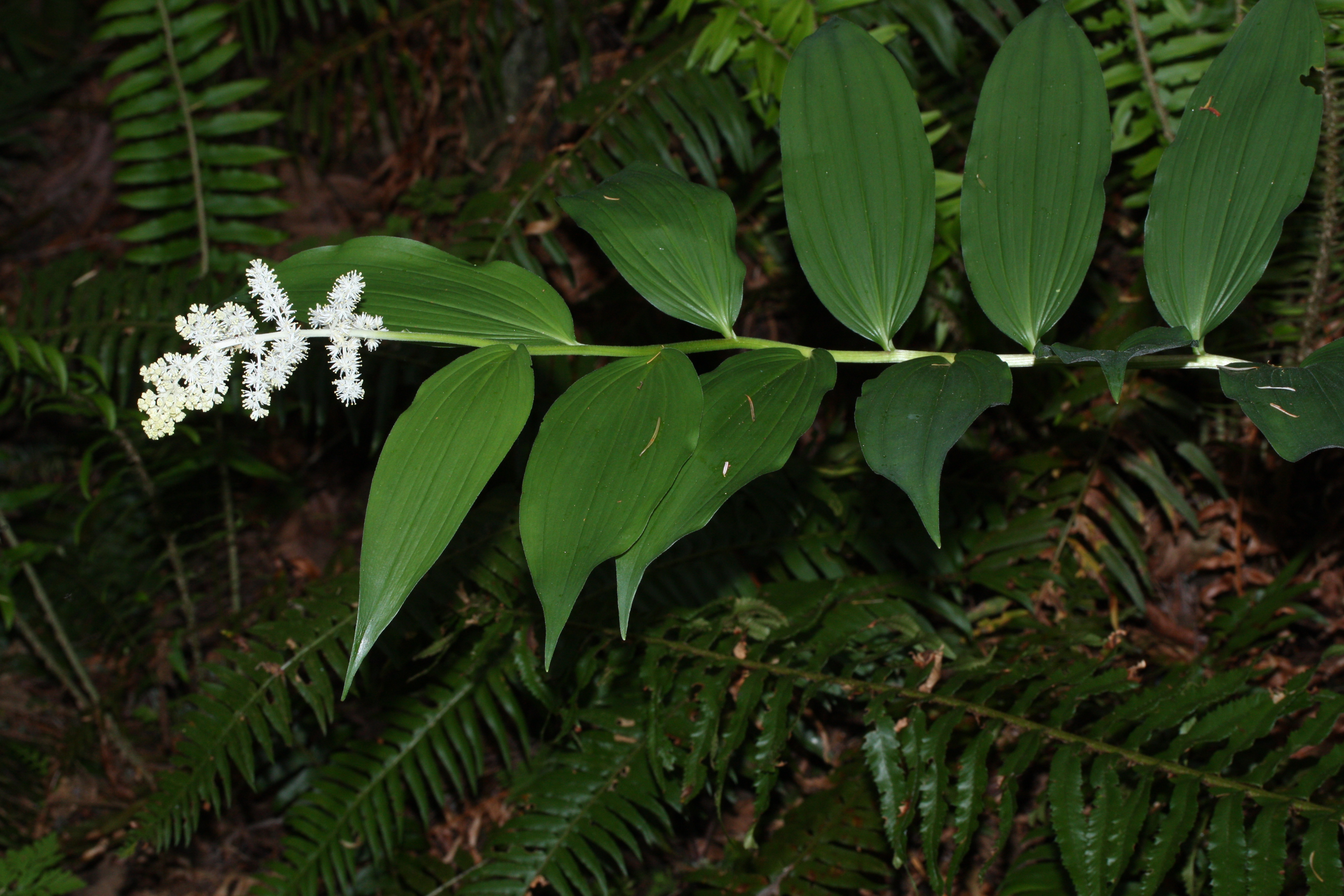 Maianthemum_racemosum_0972.JPG