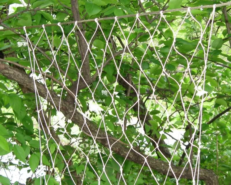 Netting.jpg