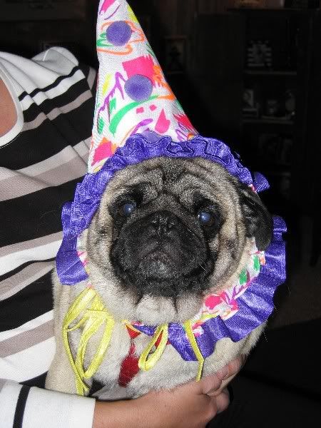 pugclown.jpg