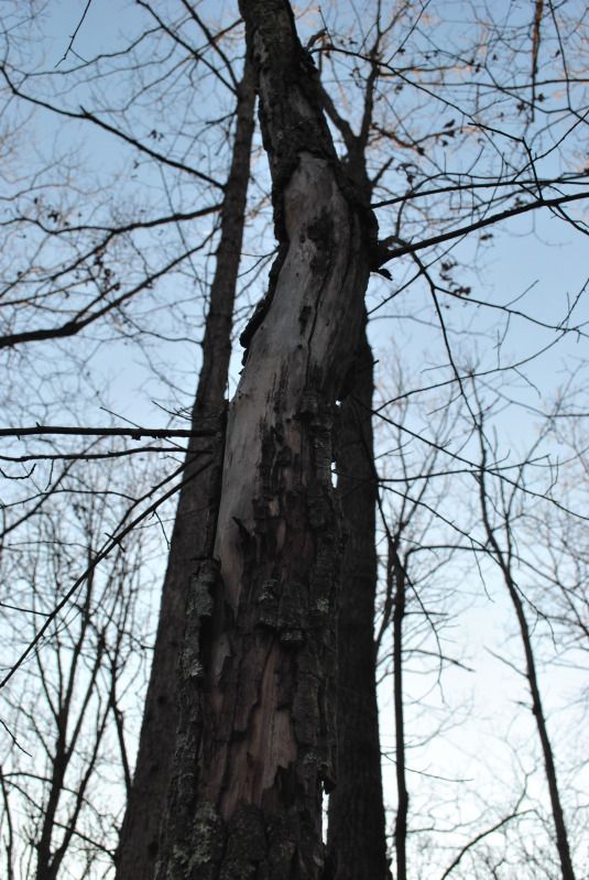 DSC_9514.jpg