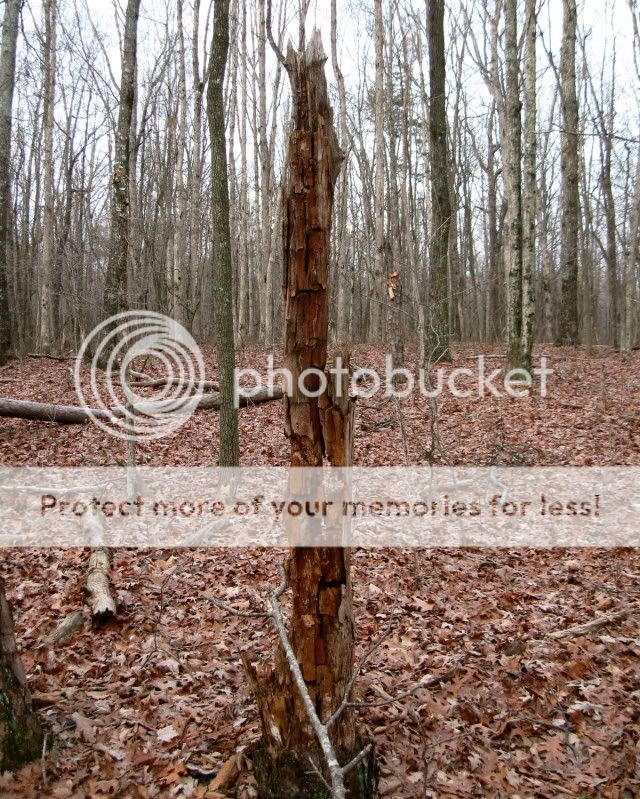 IMG_9632.jpg