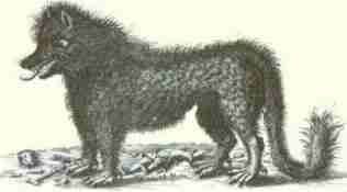 gevaudan.jpg