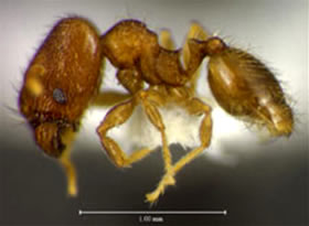 Pheidole-harrisonfordi_280x200.jpg