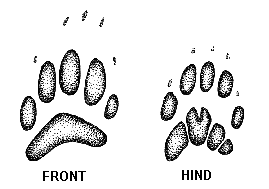 badger.gif