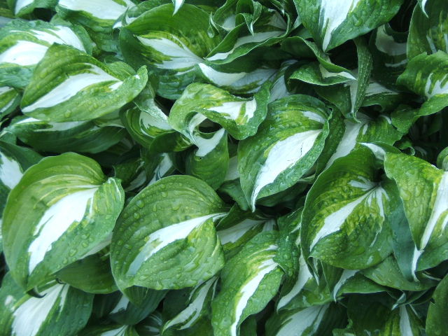 Hosta_undulata.jpg