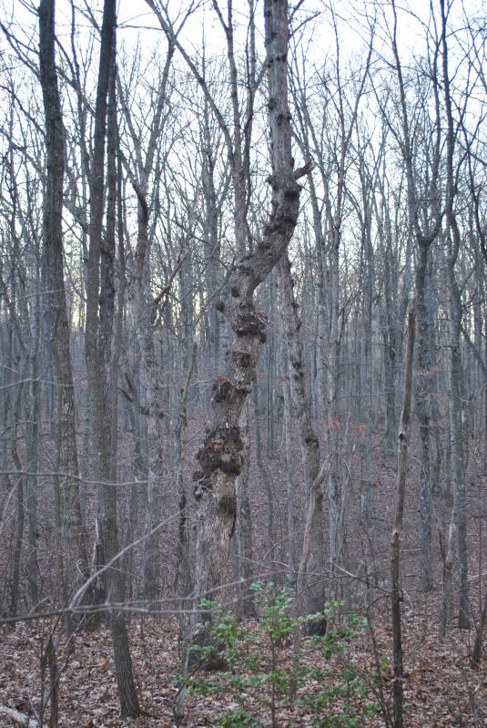 DSC_9517.jpg