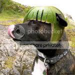 doghelmet1-1.jpg