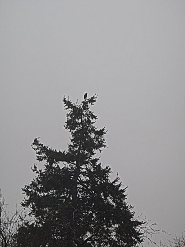 IslandViewWinter2012014_zps2691ee91.jpg