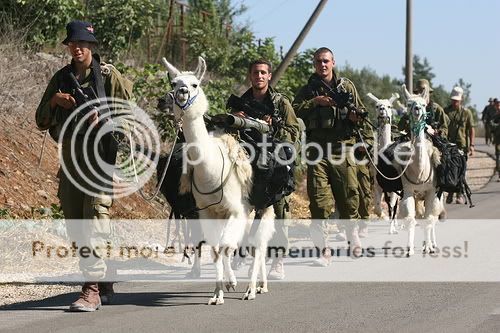 idfllama1.jpg