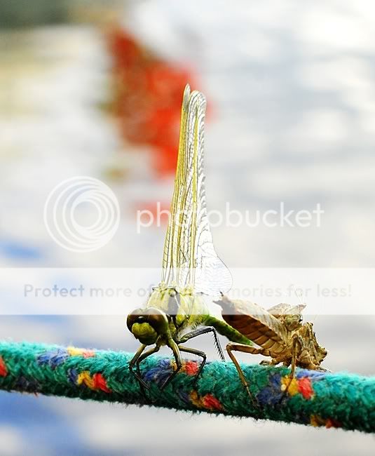 090524_wazka.jpg