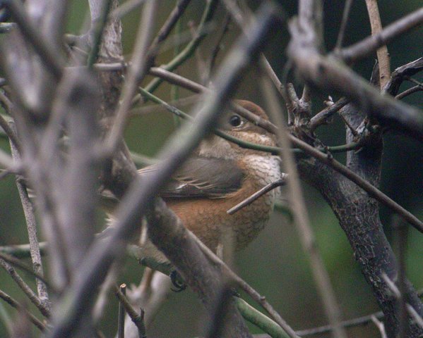 2009.11.19.r0019359.jpg