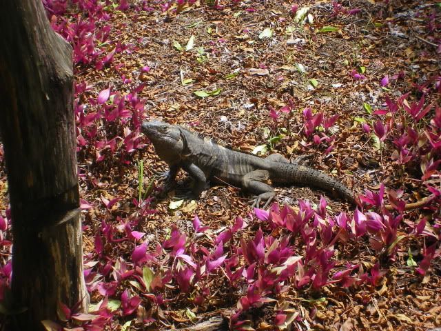 CostaRica002.jpg