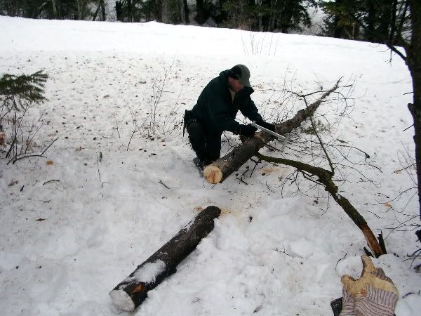 RichTreeSaw1.jpg