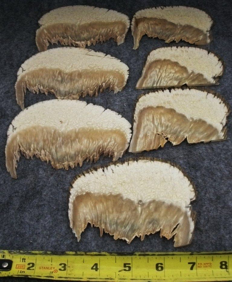 MUSKOXSLICES005.jpg