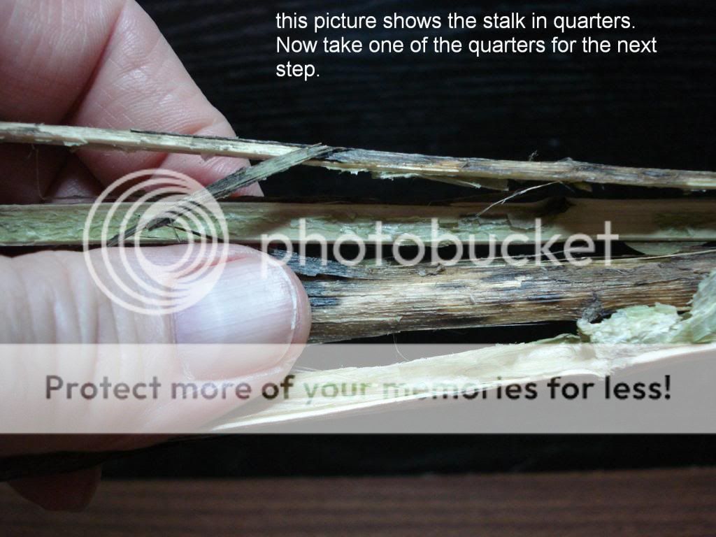 DSC06501-z.jpg