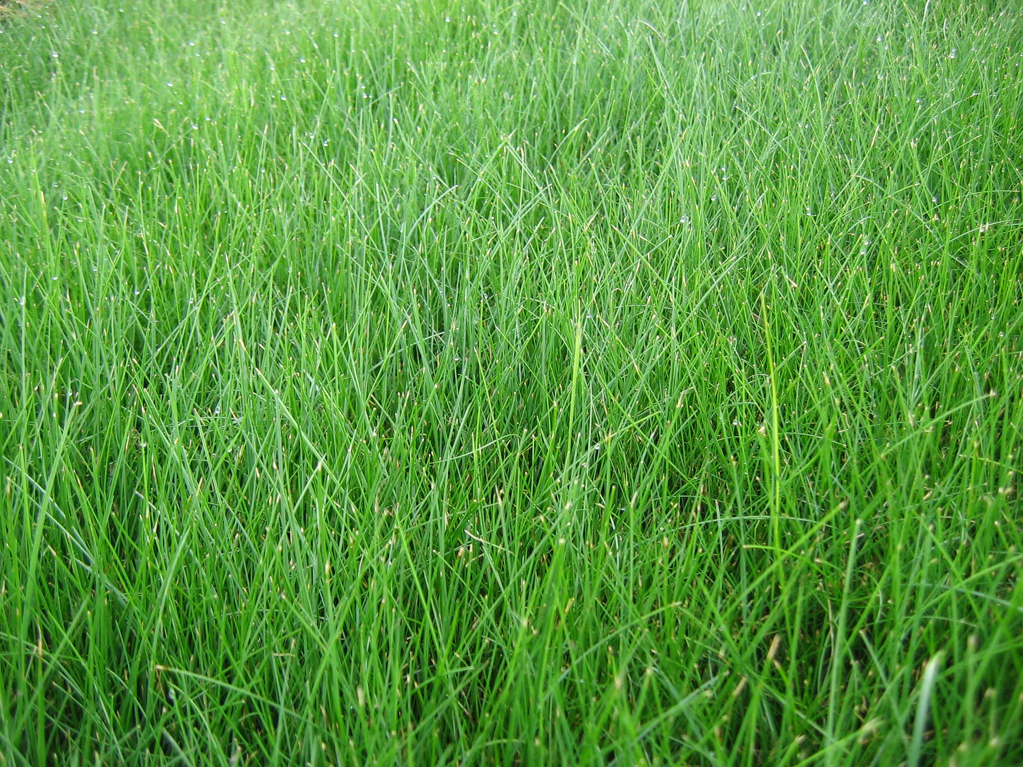 fine-fescue.jpg