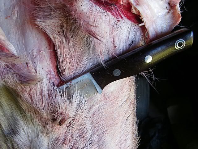 recluseskinning2012buck.jpg