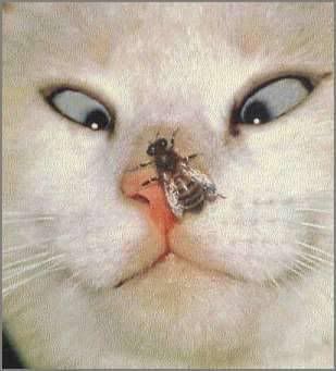 CatswithFly.jpg