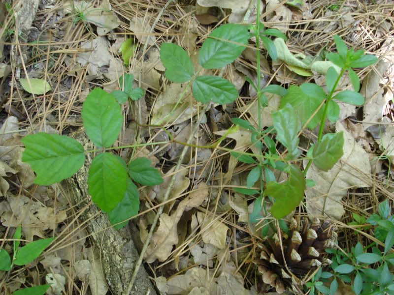 20090409_6.jpg