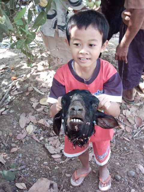 goathead.jpg