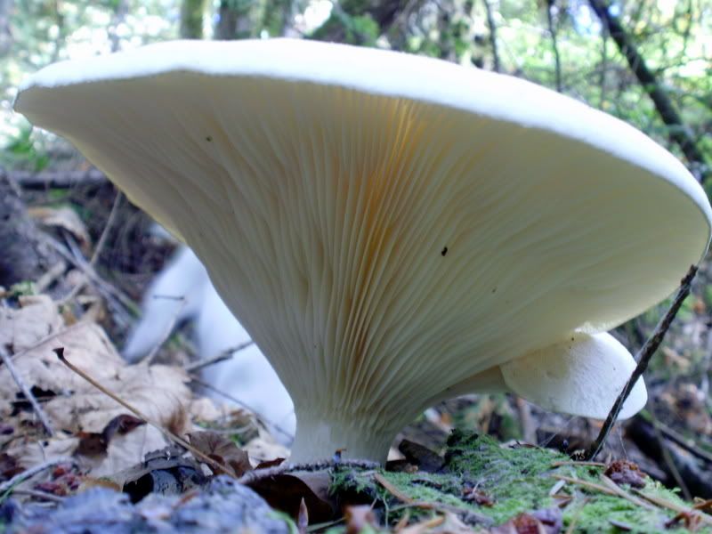 PA090011.jpg