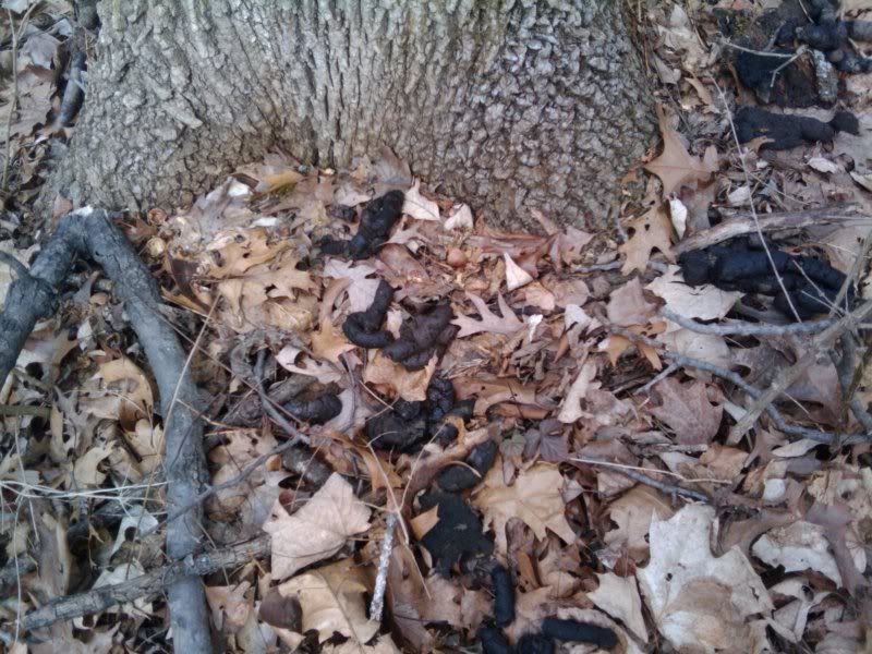 2011-03-18125929.jpg