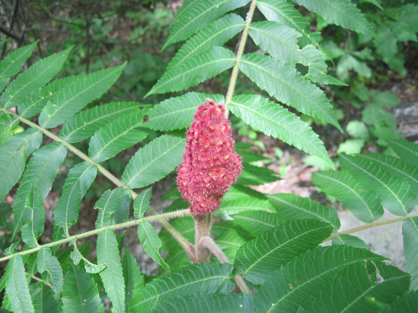 IMG_3459.jpg