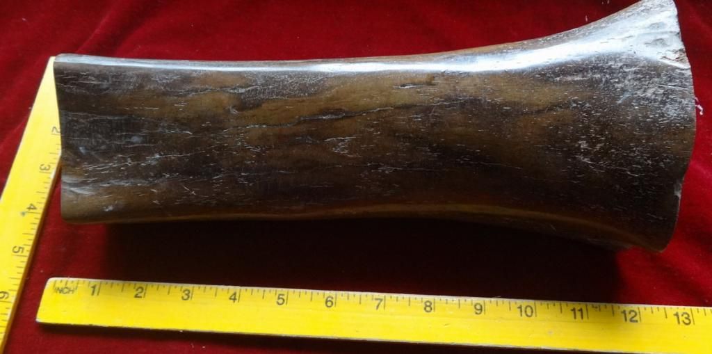 mammothbone3_zpsa8b6af51.jpg