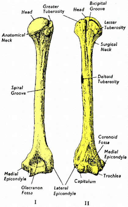 humerus.gif