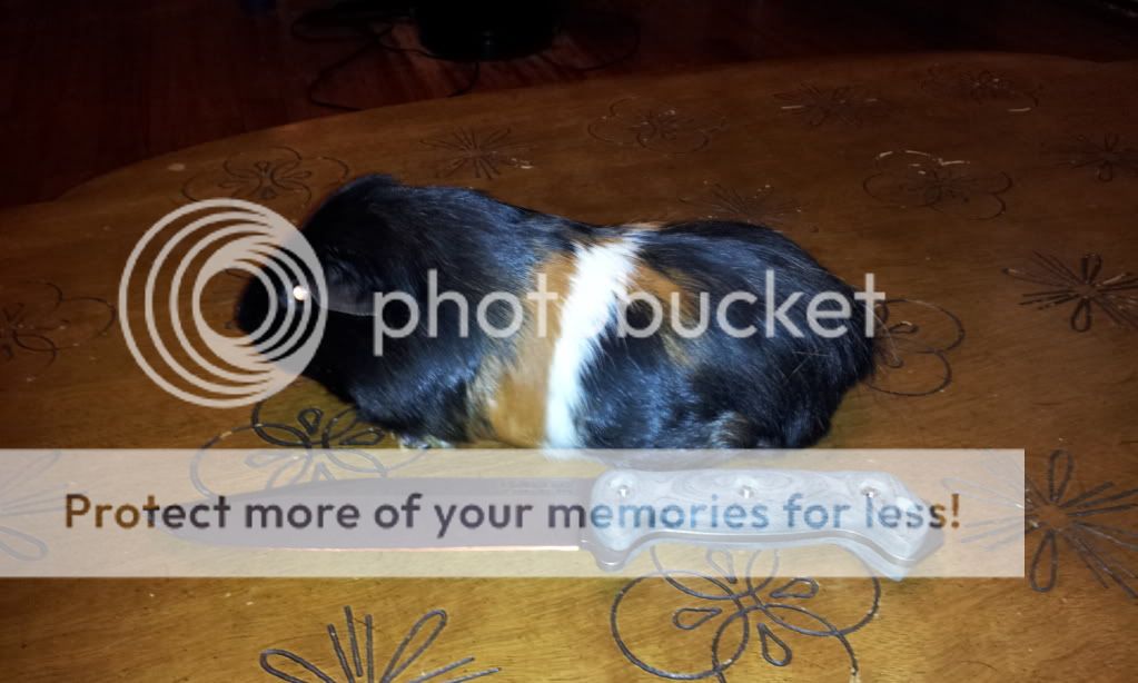 2012-09-21125607_zps9c47cf14.jpg