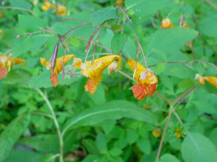 jewelweed.jpg