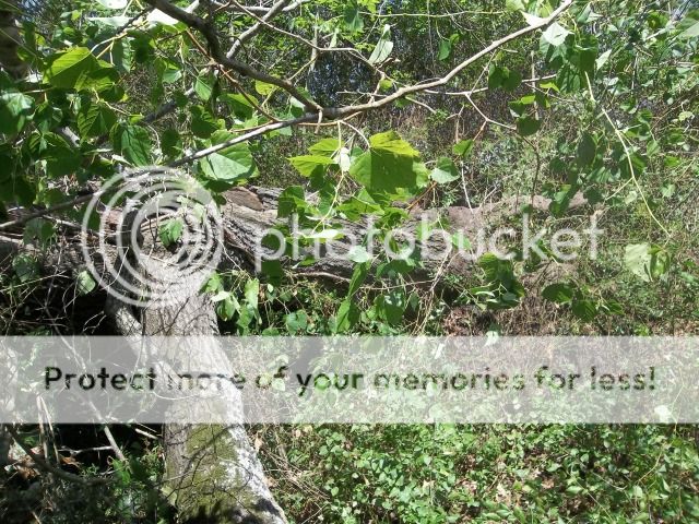 100_3499.jpg