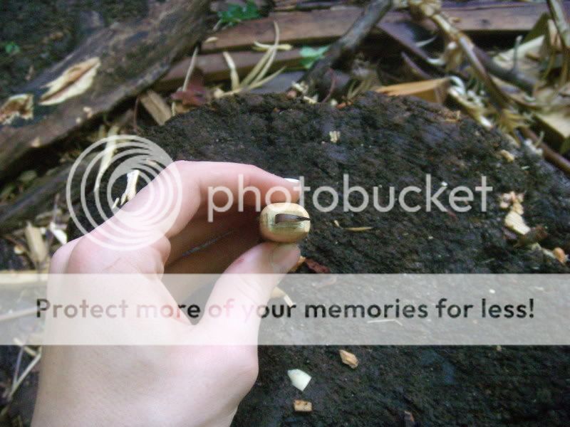 DSCN6546.jpg