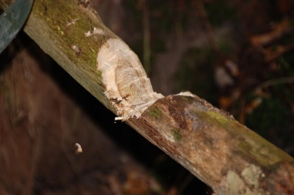 DSC_7668.jpg