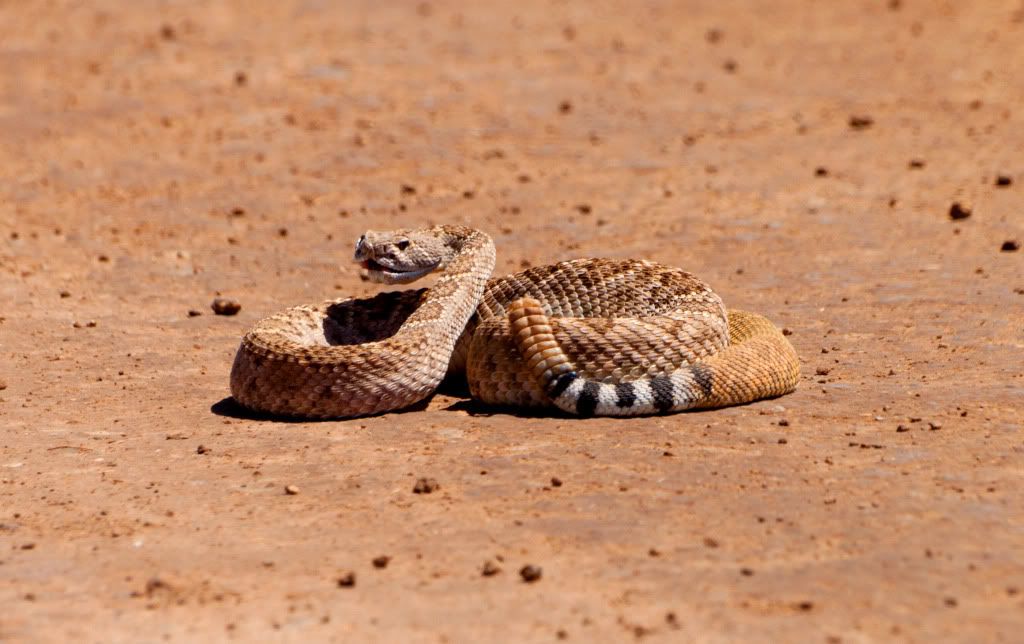 rattlesnake.jpg