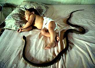 BrownTreeSnake-SleepingBabyOnBed.jpg