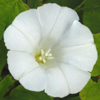 Bindweed,-Hedge-1.jpg