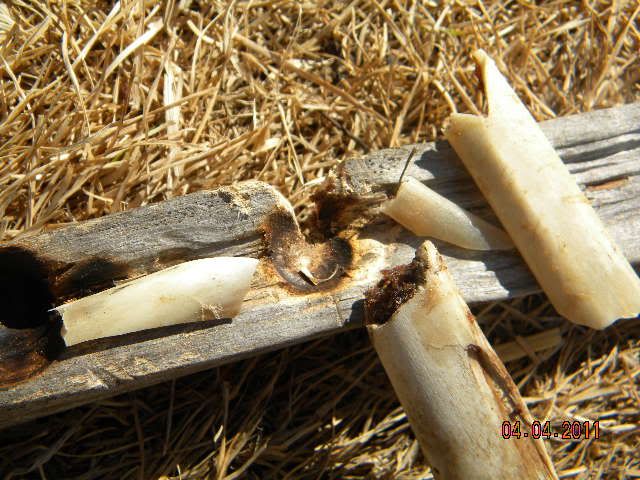 DSCN3584.jpg
