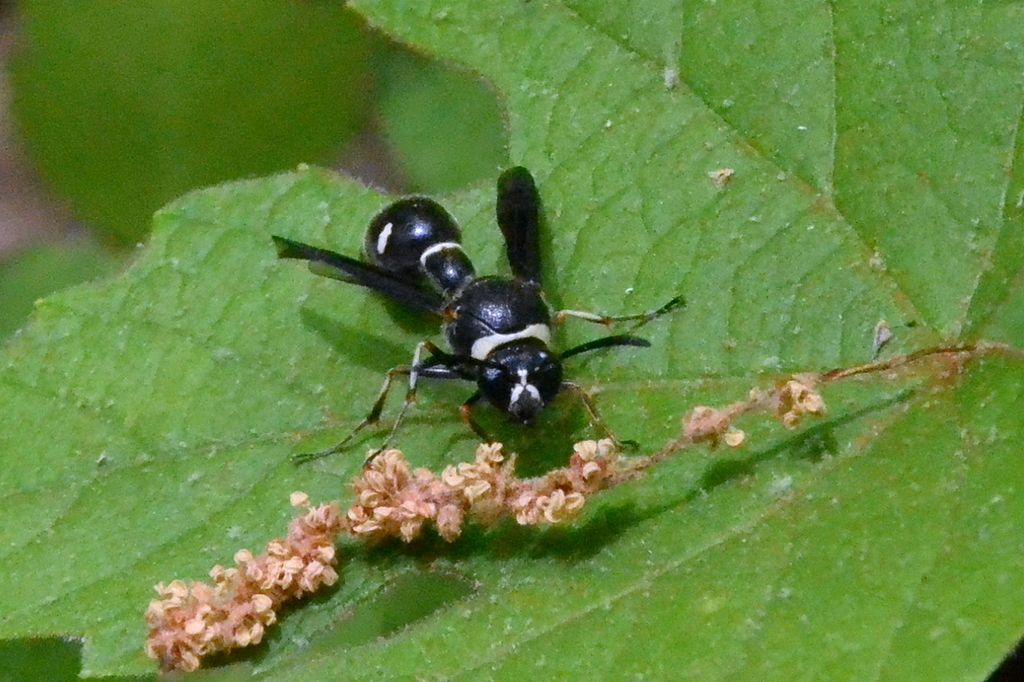 DSC_9504.jpg