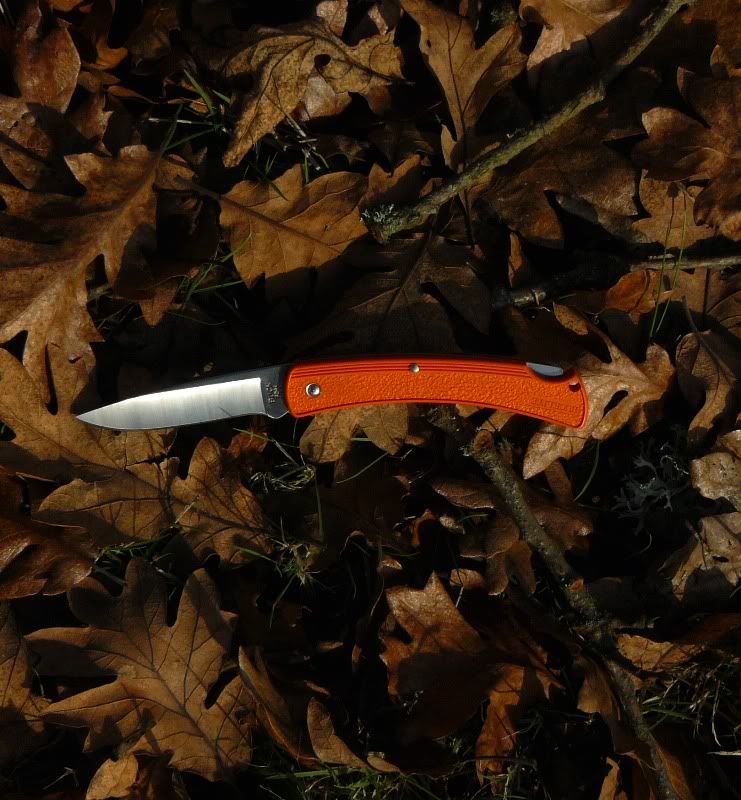 12-02-20110424ORS-BBuckliteorange424006.jpg