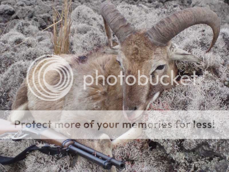 ram.jpg