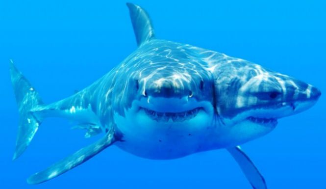 Two-Headed-SHark_zpsoprezmbo.jpg